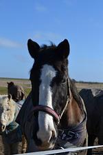 Pferde - Immensee App. A - Top-Hundeurlaub