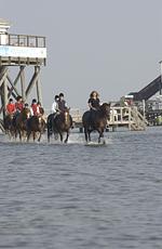 Meer - Immensee App. G - Top-Hundeurlaub