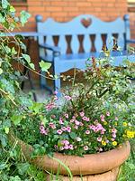 Gartenblick - Haus Meeresluft Seepferd - Top-Hundeurlaub