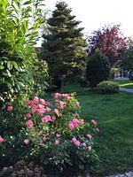 Garten - Appelboom - Top-Hundeurlaub