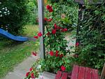 Garten - Appelboom - Top-Hundeurlaub