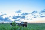 Natur - HW App. 1 - Top-Hundeurlaub