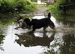 Land Kamerun – Das Hundeparadies - Top-Hundeurlaub