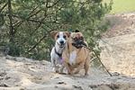 Land Kamerun – Das Hundeparadies - Top-Hundeurlaub