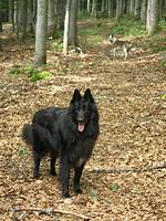 Hotel Bärenhof – Urlaubsresort - Top-Hundeurlaub