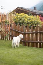 Südtirol Chalets Valsegg - Top-Hundeurlaub