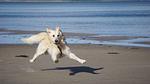 Strand - An Haben - Top-Hundeurlaub