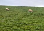 Landschaft - Nurdachhaus ASMUS HUUS - Top-Hundeurlaub