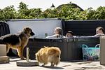 Hvidbjerg Strand Ferienpark - Top-Hundeurlaub