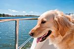 Hausboot Royale Mystique A mit Hund in den Niederlanden - Top-Hundeurlaub