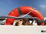 Hausboot Royale Mystique A mit Hund in den Niederlanden - Top-Hundeurlaub