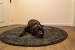 Dekoratives Detail - Landhaus Rosenhof Wohnung 4 - Top-Hundeurlaub