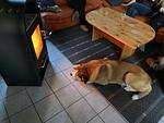 Kamin-/Ofen - Wildgans 186 - Top-Hundeurlaub