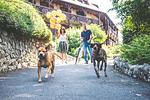 Club Dobogomajor Superior - Top-Hundeurlaub