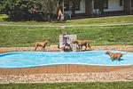 Club Dobogomajor Superior - Top-Hundeurlaub