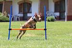 Club Dobogomajor Superior - Top-Hundeurlaub