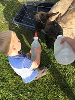 Ferien auf dem Bauernhof Nr. 113 - Top-Hundeurlaub