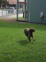 Gästedorf Waldheimat - Top-Hundeurlaub