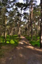 Waldparadies - Top-Hundeurlaub