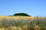 Landschaft - Haus: Terrasse, Garten - Top-Hundeurlaub