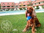 Abbazia Country Club Superior - Top-Hundeurlaub