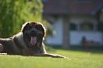 Abbazia Country Club Superior - Top-Hundeurlaub