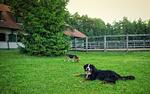 Abbazia Country Club Superior - Top-Hundeurlaub