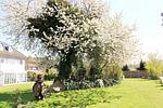 Garten - Ostseeresidenz Appartements Wischuer Fewo 36 - Top-Hundeurlaub