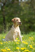 EuroParcs De Utrechtse Heuvelrug - Top-Hundeurlaub