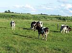 Diek - Top-Hundeurlaub