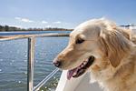 Hausboot Caprice mit Hund in der Camargue - Top-Hundeurlaub