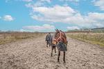 Ostenfelder Stuuv - Top-Hundeurlaub