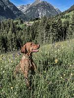 Benglerwald Berg Chaletdorf - Top-Hundeurlaub