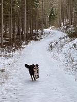 Super Hundeurlaub  - Top-Hundeurlaub