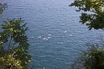 Camping Village Mare Pineta Baia Comfort - Top-Hundeurlaub