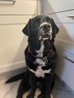  Fahrrad-Land & Meer -in Ostfriesland, Nordsee - Top-Hundeurlaub