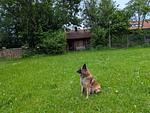 D1124a Ferienhäuschen - Hunde, egal wieviel, herzlich willkommen - Top-Hundeurlaub