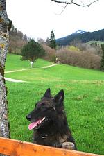 D1124a Ferienhäuschen - Hunde, egal wieviel, herzlich willkommen - Top-Hundeurlaub