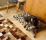 FeWo Fuchs Saig - Top-Hundeurlaub