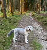 FeWo Fuchs Saig - Top-Hundeurlaub