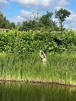 Garten - Landhaus Köhn - Holsteinische Schweiz - Top-Hundeurlaub