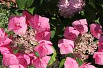 Garten - Romantik-Residenz Landhaus Greetsiel - C - Top-Hundeurlaub