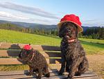 Ferienwohnungen beim Gebelehof - Top-Hundeurlaub