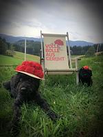 Ferienwohnungen beim Gebelehof - Top-Hundeurlaub