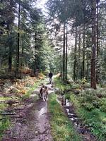 Ferienwohnungen beim Gebelehof - Top-Hundeurlaub