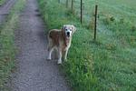 Ferienwohnungen beim Gebelehof - Top-Hundeurlaub