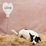 FerienAppartements 
Landhaus FühlDichWohl  - Top-Hundeurlaub