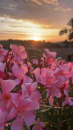 Las Vignes - Wo die Ruhe die Seele befriedet - Top-Hundeurlaub