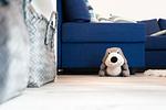 Ferienwohnung "Klein & Fein" - Top-Hundeurlaub