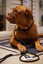 Beach Motel Heiligenhafen - Top-Hundeurlaub